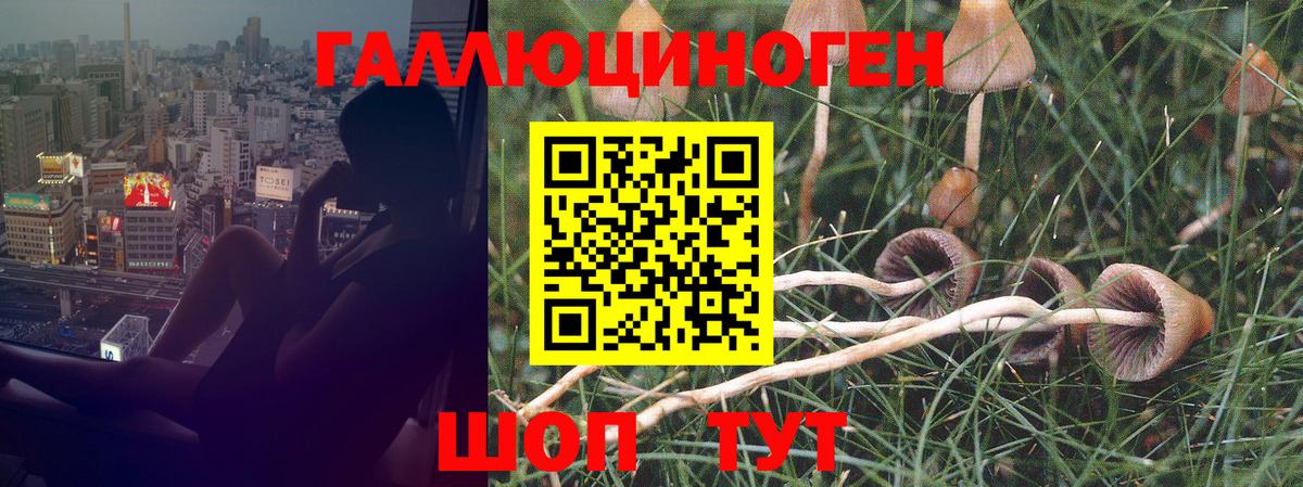 Псилоцибиновые грибы Cubensis  Вход с VPN  Псилоцибиновые грибы прущие грибы  Можайск 
